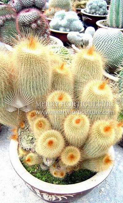 Cactus spp 7